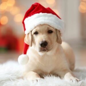 a baby golden retriever with a Santa hat on and twinkle lights in the background