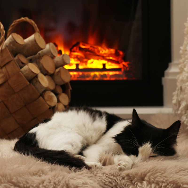 a black and white cat on a plush carpet sleeping by a fireplace with a stack of wood in front of it